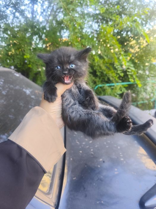 Отдам котенка мальчика
