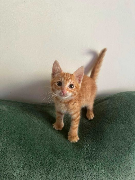 Pisoi mici, cauta URGENT o familie