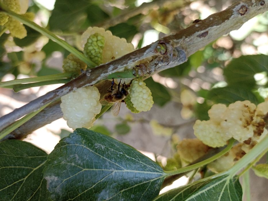 Балх тут шинниси.