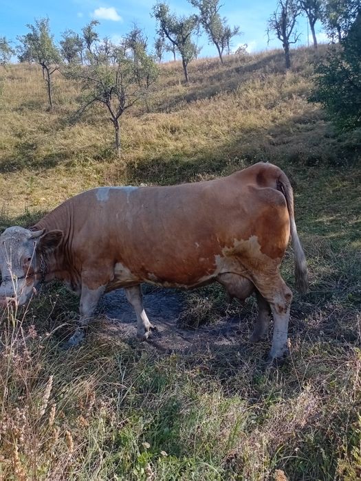 Vând vacă bălțată românească