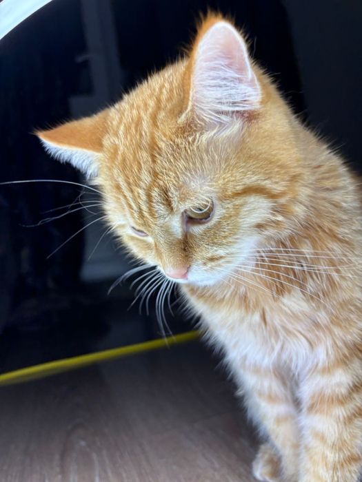 Отдам котенка в добрые руки