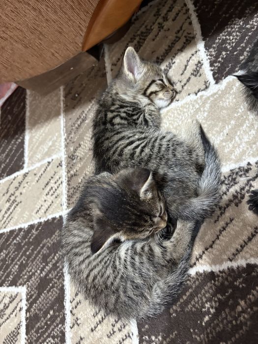 Отдам котят, Талдыкорган