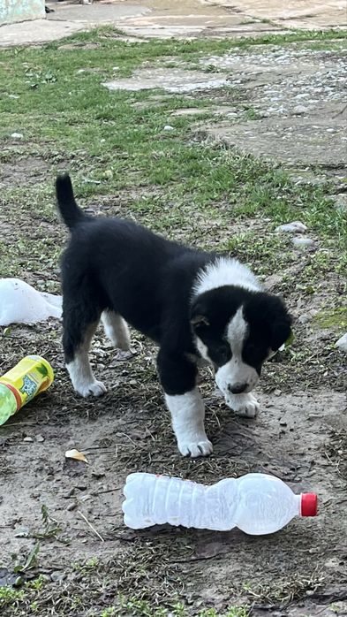 Щенок алабай продаю