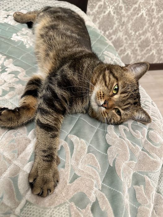 Вязка кота бесплатно