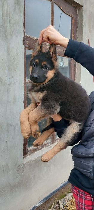 Продается щенок немецкой овчарки