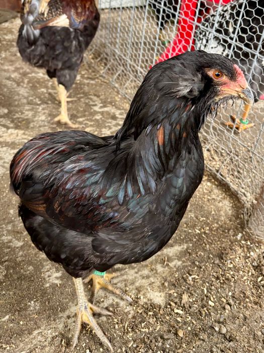 De vanzare cocosi Araucana iulie 2025.