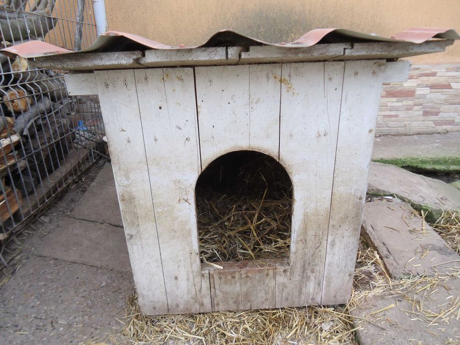 Vand cusca din lemn pentru caine