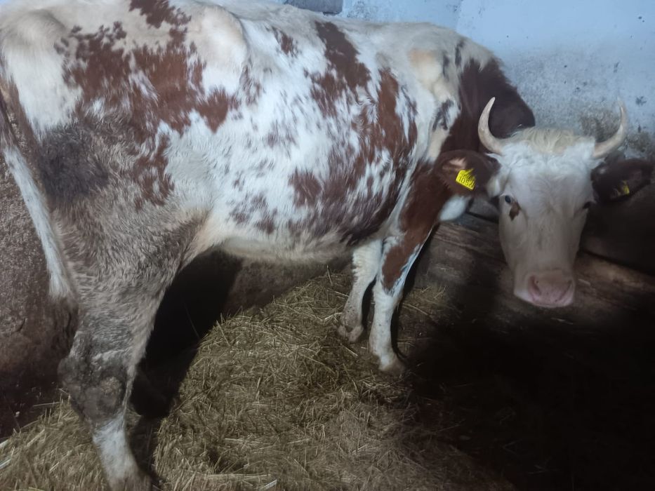 Vand doua juninci fatate recent