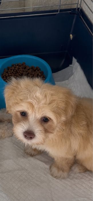 Bichon Maltipo mini toy