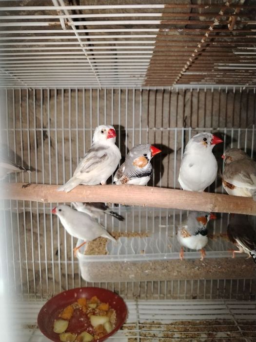 Кушлар сотилади.