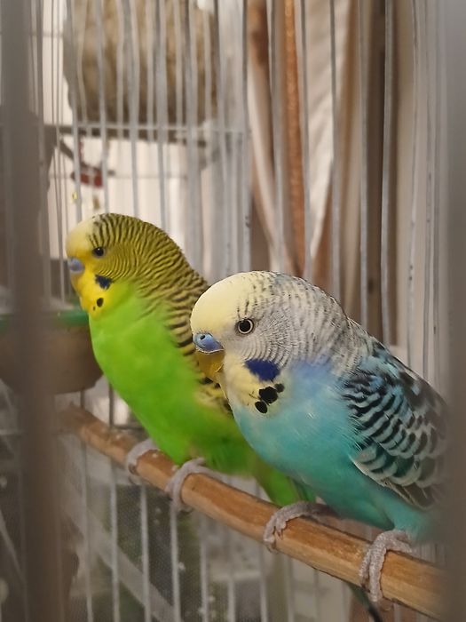 Продам срочно цена тоговарная