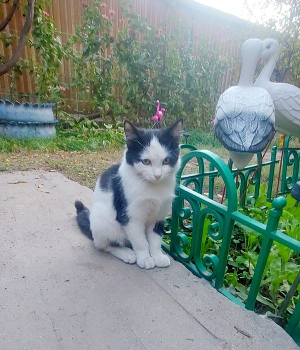 Котик Мальчик в заботливые руки