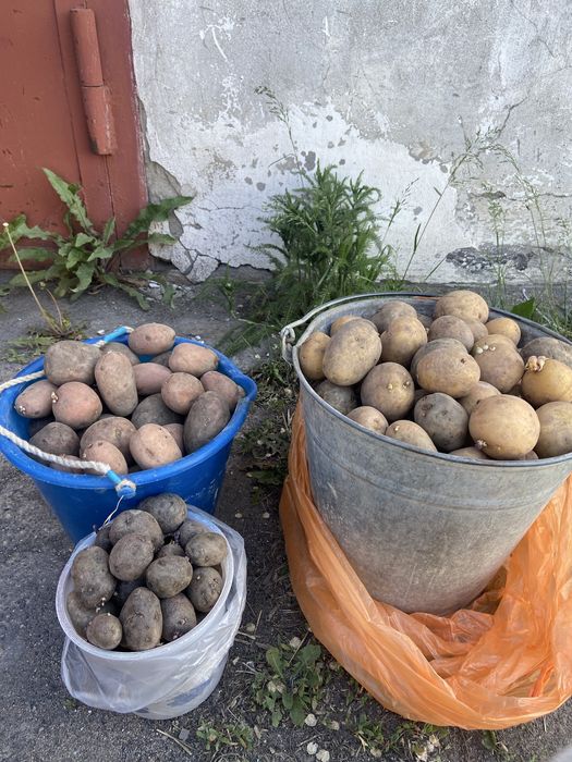 Продам картофель семенной сорт Гала и Родриго