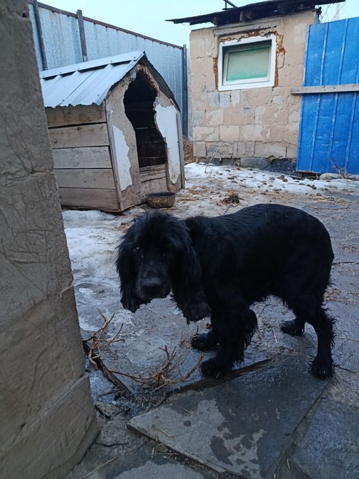 Продам щенки спаниели