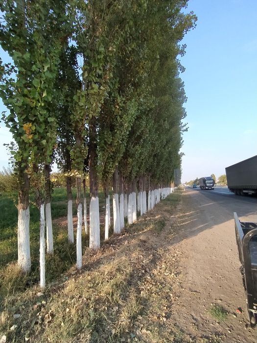 Terak optim sotiladi