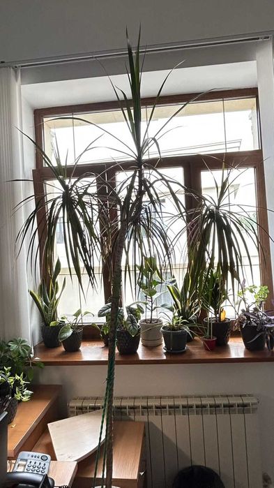 Драцена (Dracaena marginata)