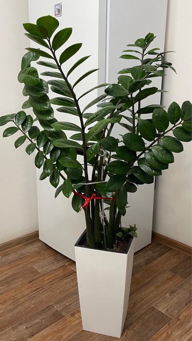 Замиакулькас