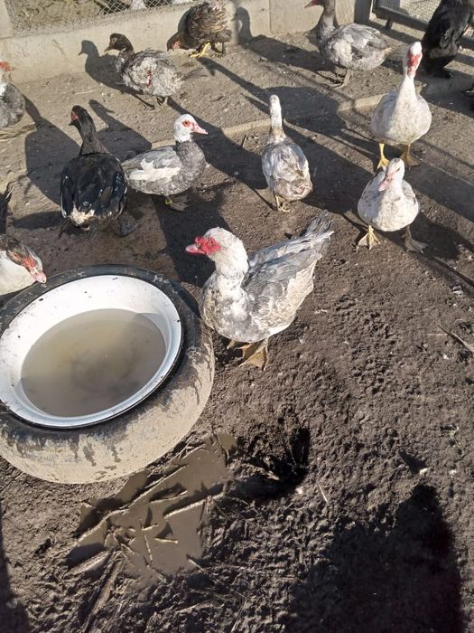 Продам молодых индоуток