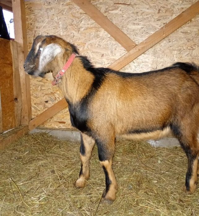 Vand IEZI Metis de Anglonubian de Prăsilă sau de sacrificat