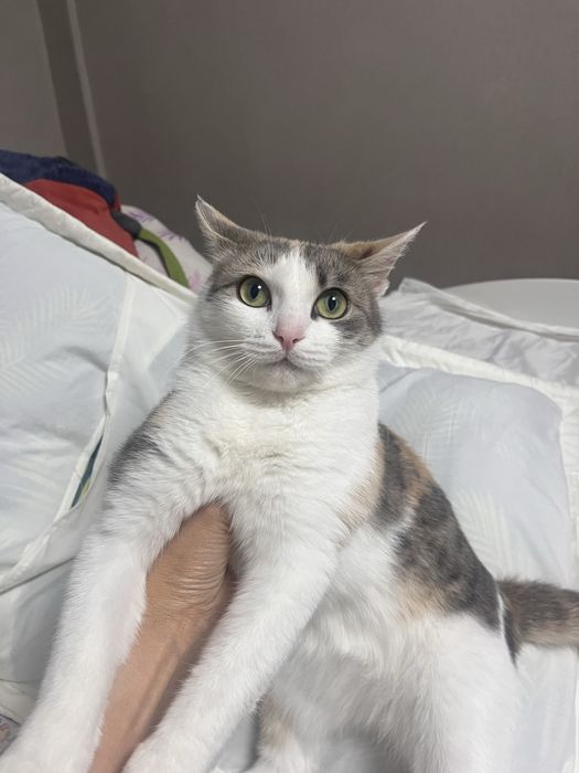 Отдам кошку в добрые руки!