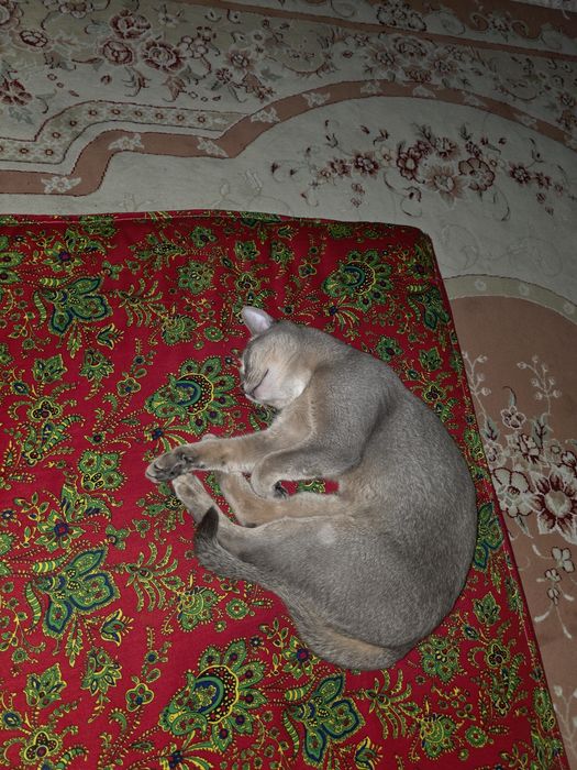 Абиссинская кошка