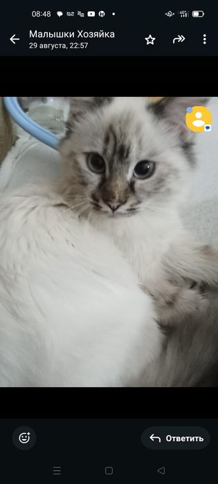 Отдам тайскую кошку за символическую цену