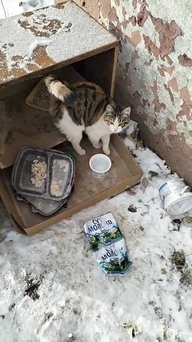 Прибились кошки в ошейниках. Ищем дом!