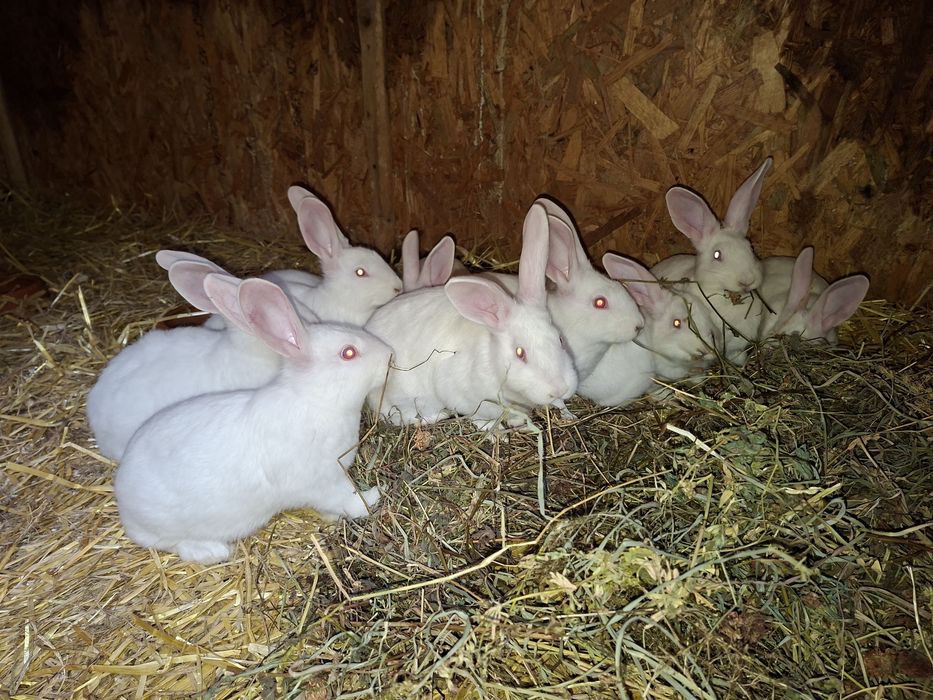 Hycole de 2.5-3.5 luni