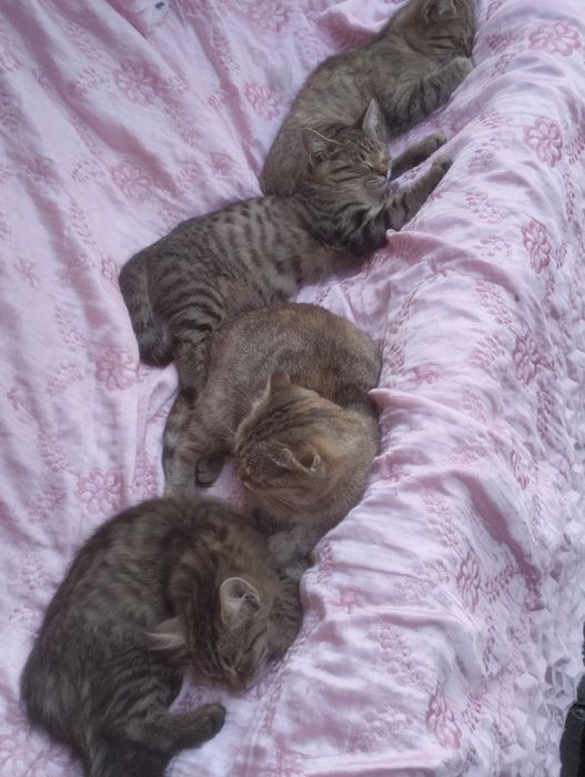 Кошечка 4 месяца в подарок
