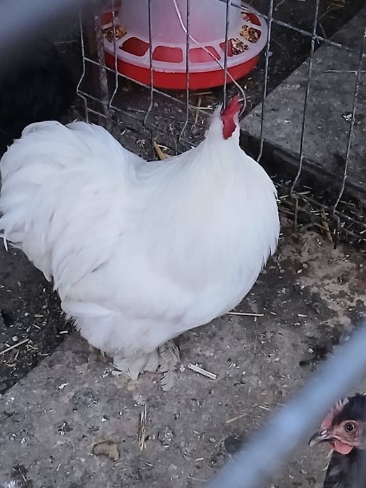 Cocos Cochinchina Pitic