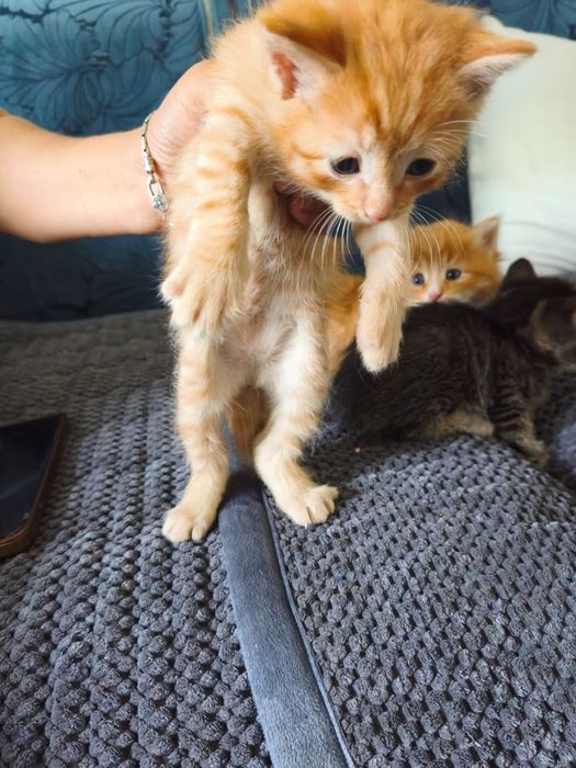 Отдам котят в добрые руки