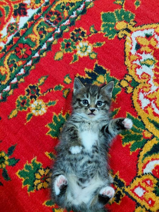 Яхши колларга берилади