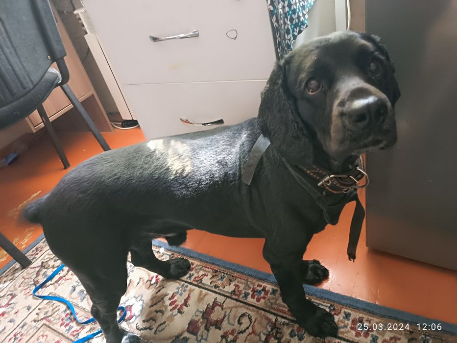 Вязка русский спаниель