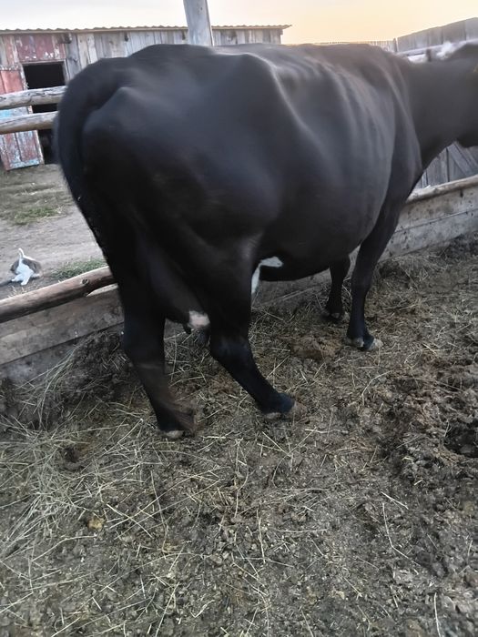 Продам дойных коров