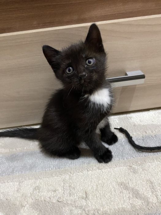 Отдам котят в добрые руки!