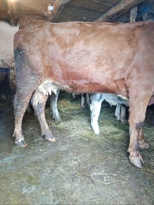 Vând jiuninca la prima fatare