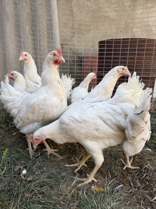 Молодые несушки Коралл