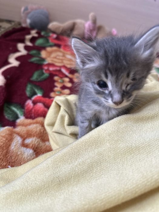 кошкии маленнькиеееее