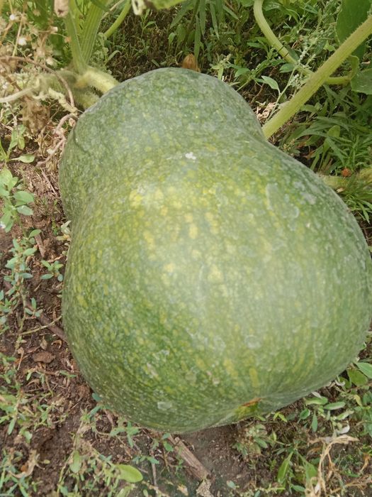 Продам домашную тыкву.