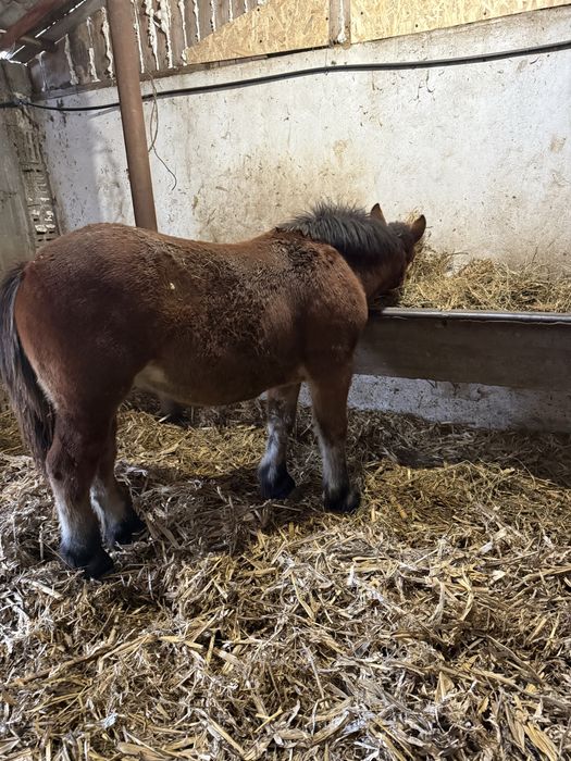 Vând mânz semigreu de 7/8 luni