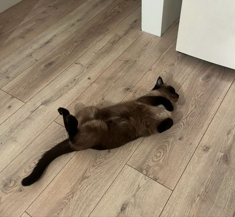 Отдам кота Ричарда в добрые руки