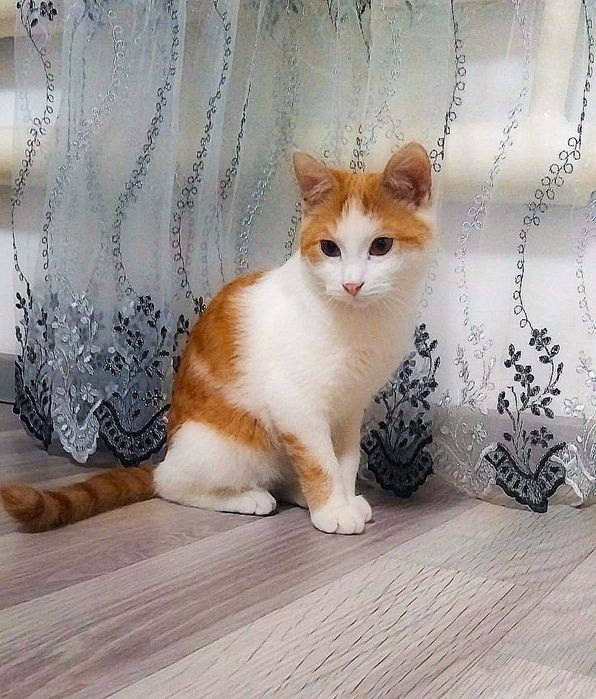 Милые котята 3 мес кошечки 8 мес