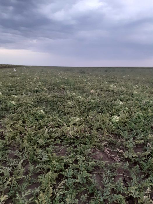 Pepeni de vanzare ,Sageata