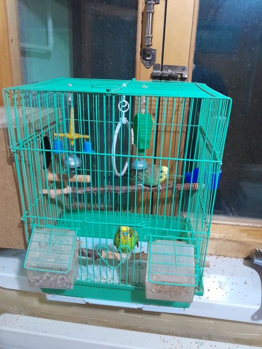 Продам попугаев волнистых