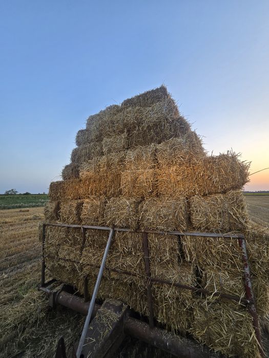 Vând baloți de paie
