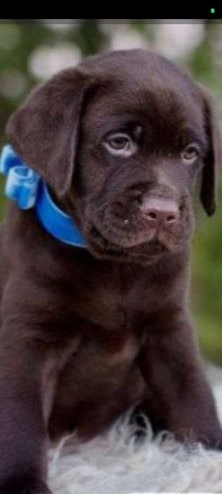 Породные детки лабоадора ретривера