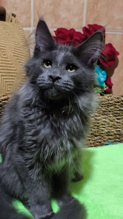 BLUE мейн кун котёнок голубой