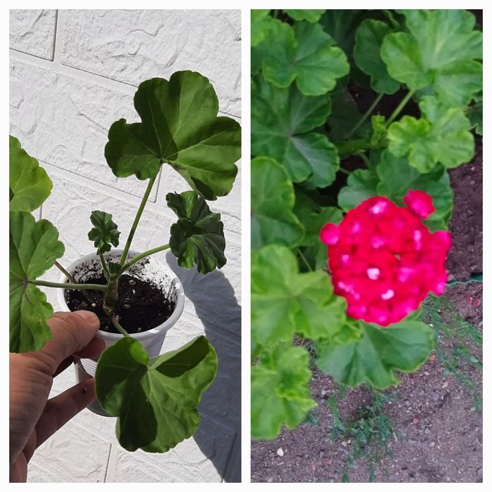 Продам пеларгонии