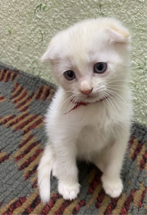 Скоттиш фолд