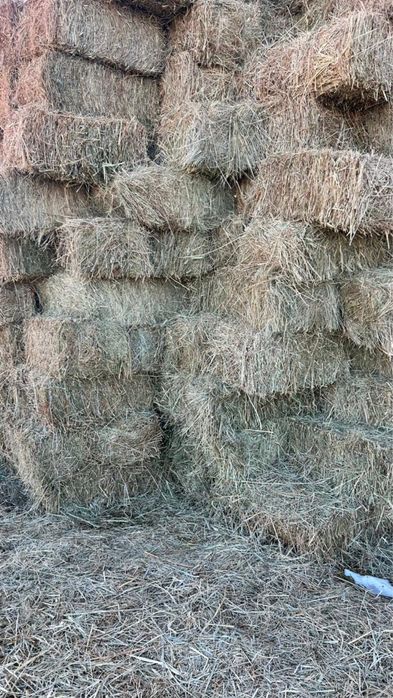 Сена зеленое хорошее с доставкой